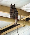Rodent Control - Owl